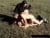 Nude sunbath turn to rape